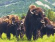 Bison Meat: How It Can Help The Environment? - Noble Premium Bison