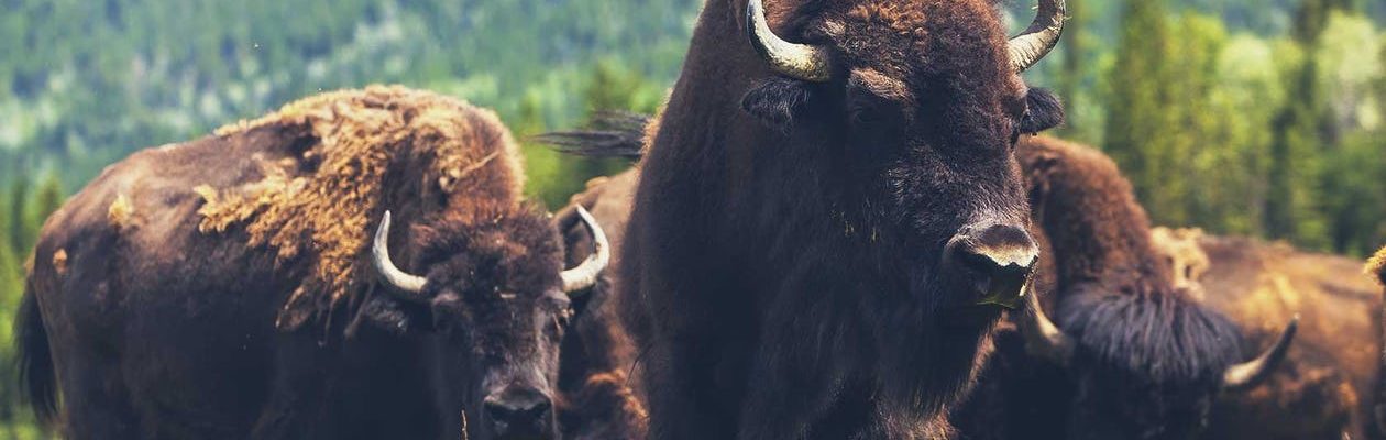 Bison Meat: How It Can Help The Environment? - Noble Premium Bison