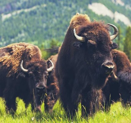 Bison Meat: How It Can Help The Environment? - Noble Premium Bison