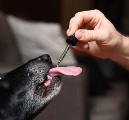 CBD oil is safe for dogs