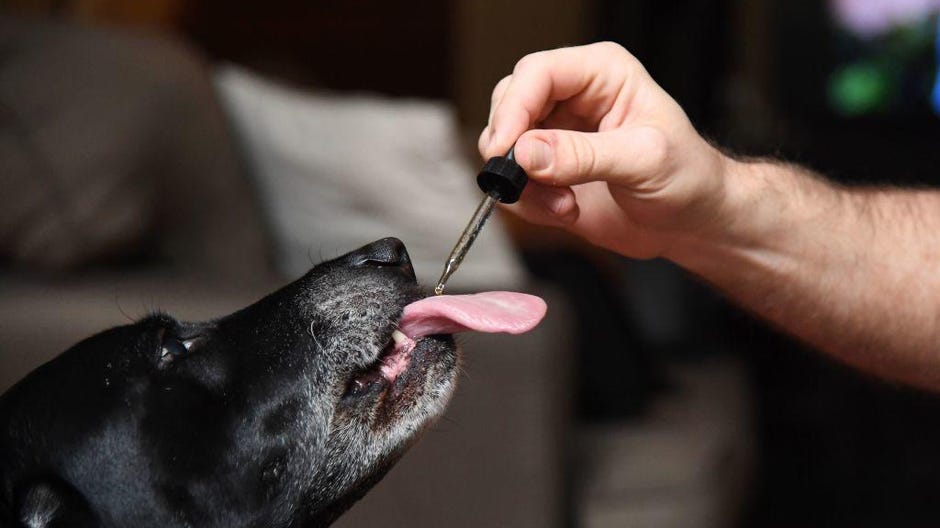 CBD oil is safe for dogs