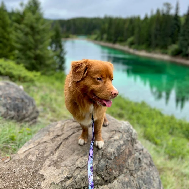 PNW All Mountain Dog Leash