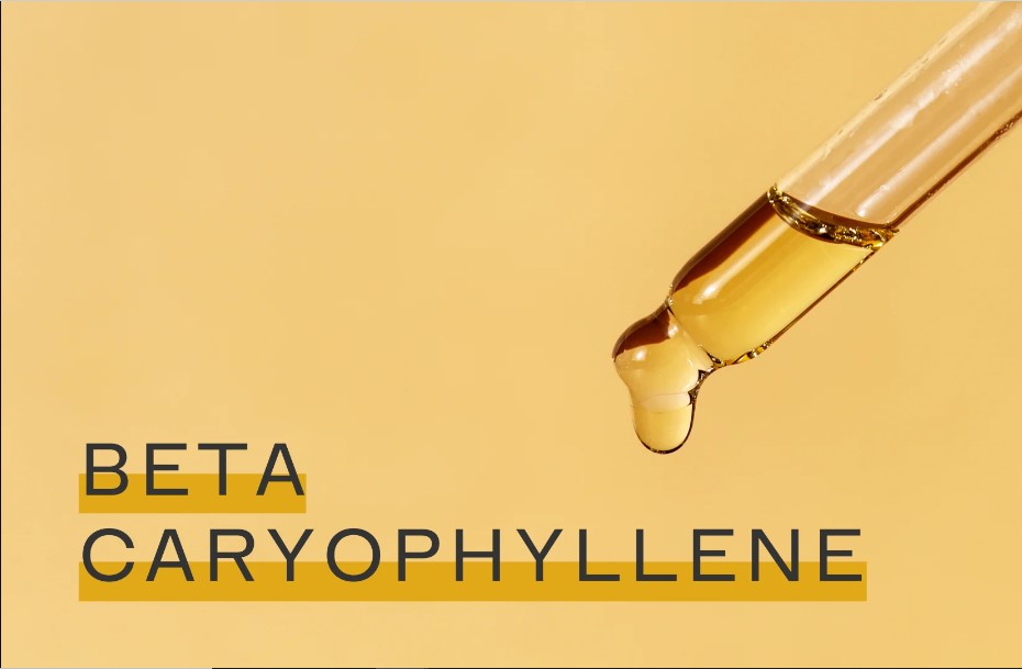beta-caryophyllene terpene benefits