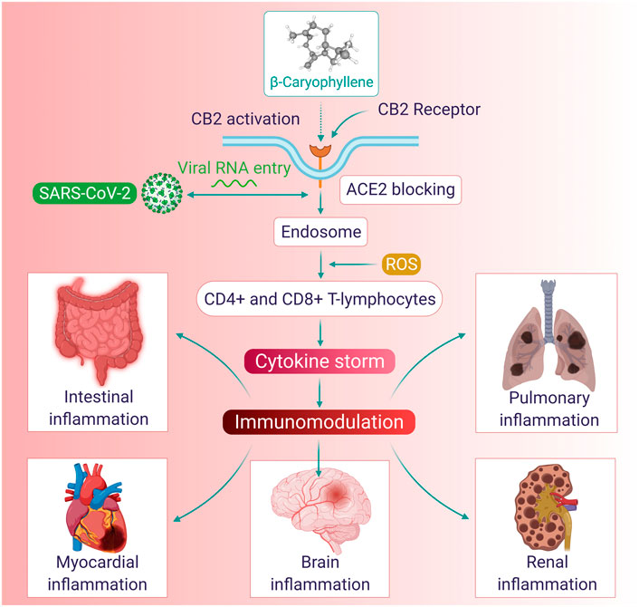 bcp inflammation benefits