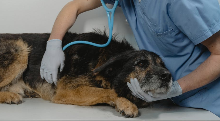 dog surgery in Encino