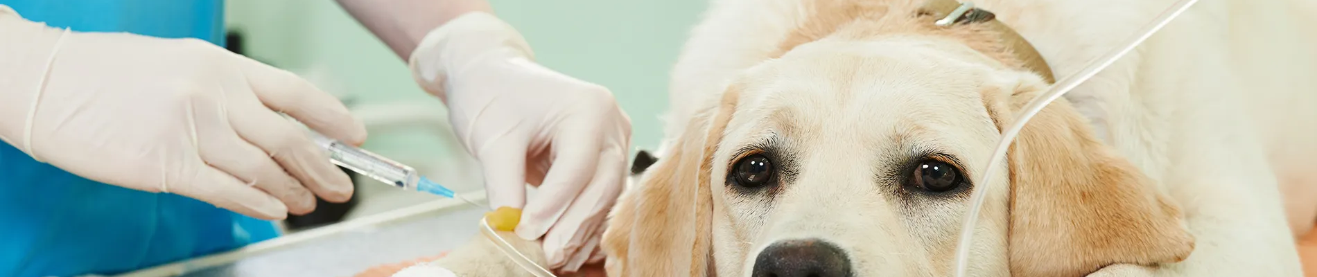 veterinary surgery in Encino