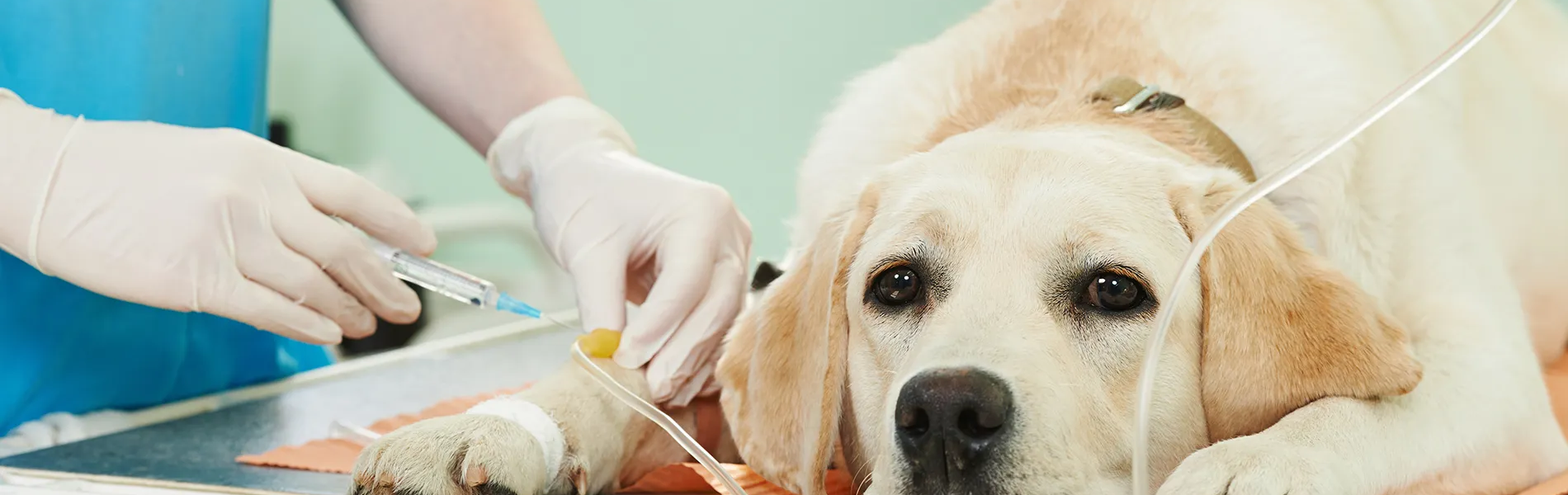 veterinary surgery in Encino
