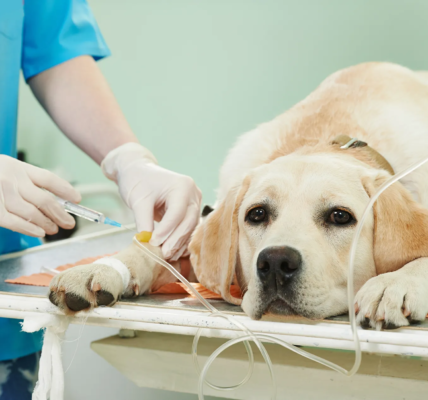 veterinary surgery in Encino