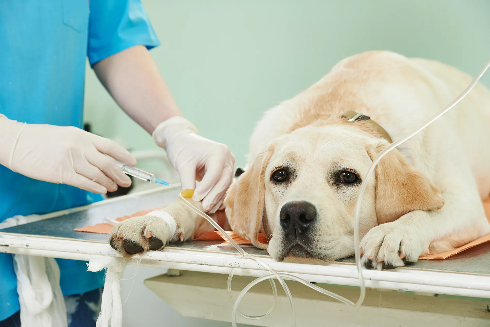 veterinary surgery in Encino